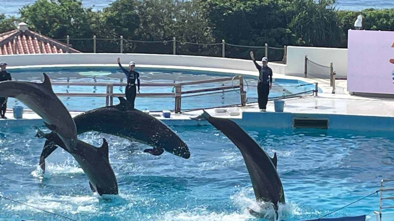 沖繩海洋博公園景點 2-2