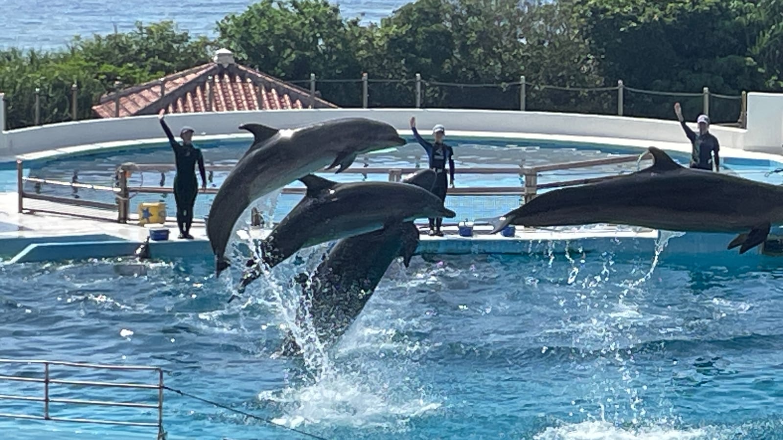 沖繩海洋博公園景點 2-3
