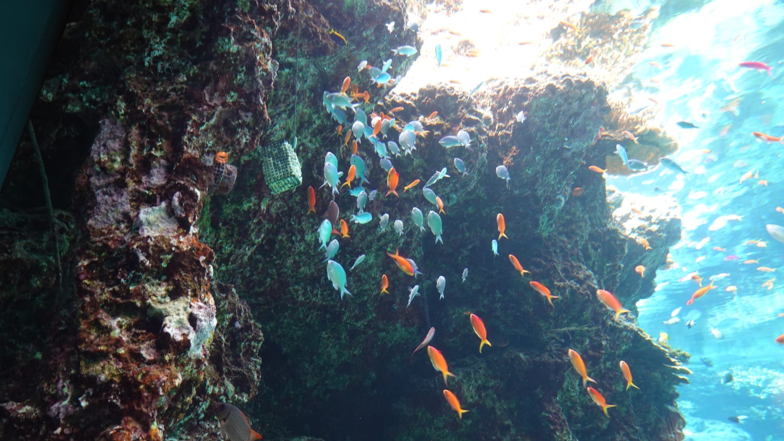 沖繩海洋博公園景點 1-4